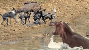 Hippo became a hero - Deer was saved from a pack of wild dogs