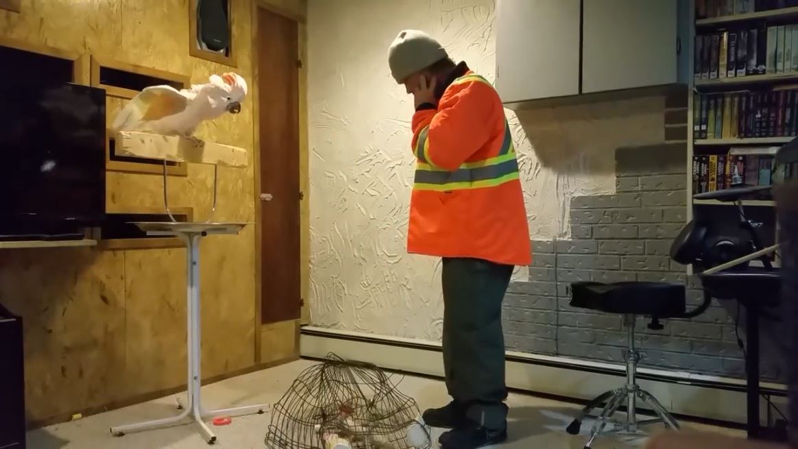 He's So Mad And So Cute - Parrot Goes Berserk After Owner Destroys Cage