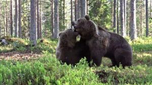 An epic battle of bears in the Canadian forests