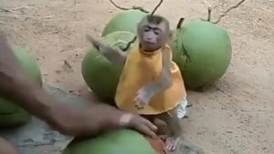 Impatient little monkey wants to drink coconut juice