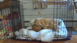 Cats are such creatures of habit