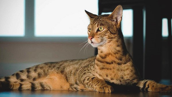 ashera cat