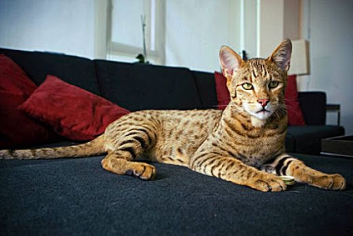 ashera cat