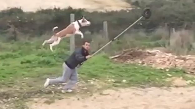 Do dogs have superpowers I think, probably, yes.