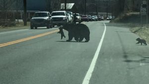 A mother bear trying to get the cubs safely across Rowley Street