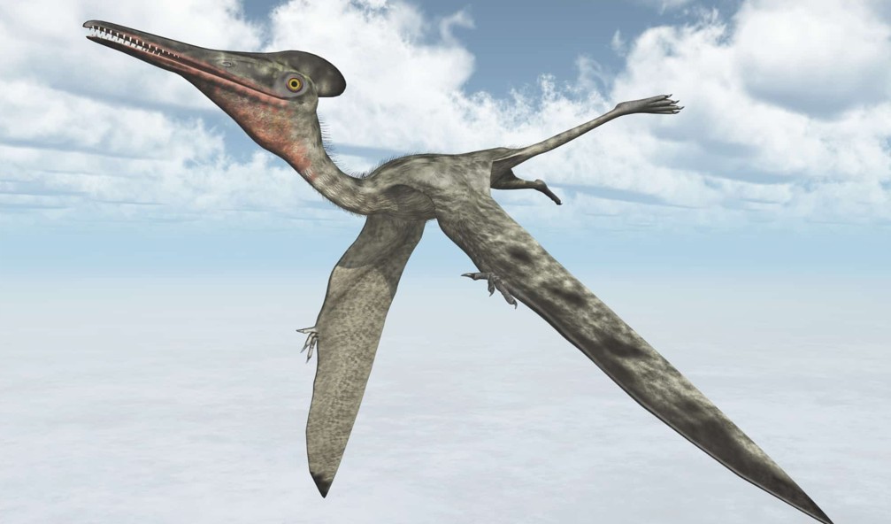 Pterodactyl