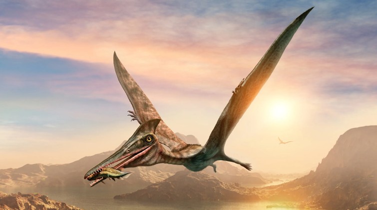 Pterodactyl - Ancient creature