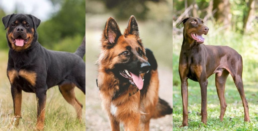guard dogs