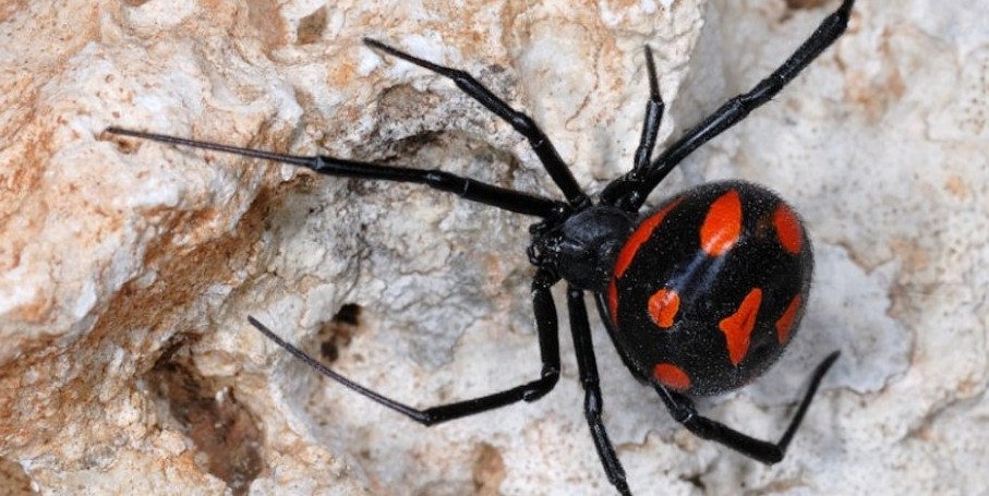 Unveiling the Biology and Venom of the Black Widow Spider