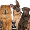 Decoding the Dog: A Guide to Understanding Breed Characteristics