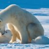 The Domain of the Polar Bear: A Look at the Arctic Habitat