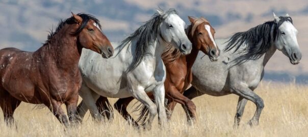 The Mustang: A Living Legacy of Freedom and Survival in the American West