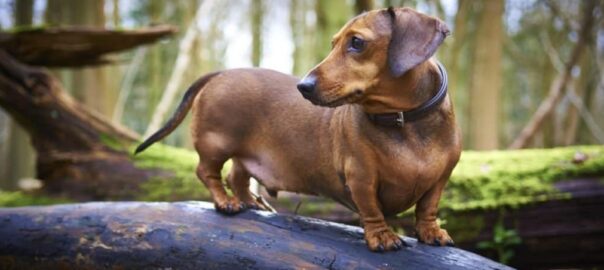 Beyond "Dog": Exploring the Fascinating World of Dog Taxa
