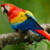 The Macaw: Nature's Vibrant Masterpiece