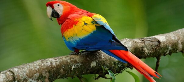 The Macaw: Nature's Vibrant Masterpiece